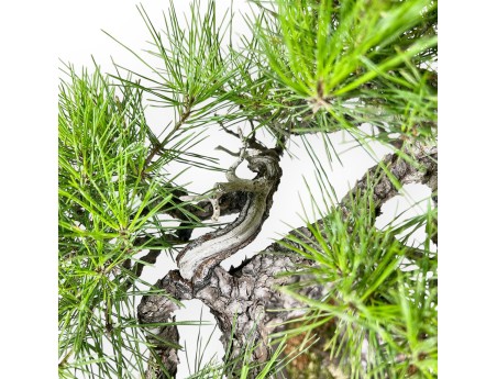 Pinus Thunbergii - Black Pine - 52 cm