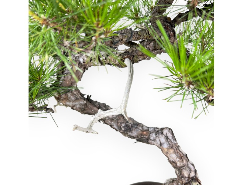 Pinus Thunbergii - Pino Negro - 52 cm