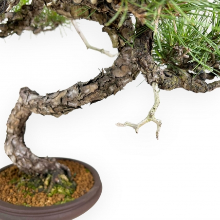 Pinus Thunbergii - Pino Negro - 52 cm