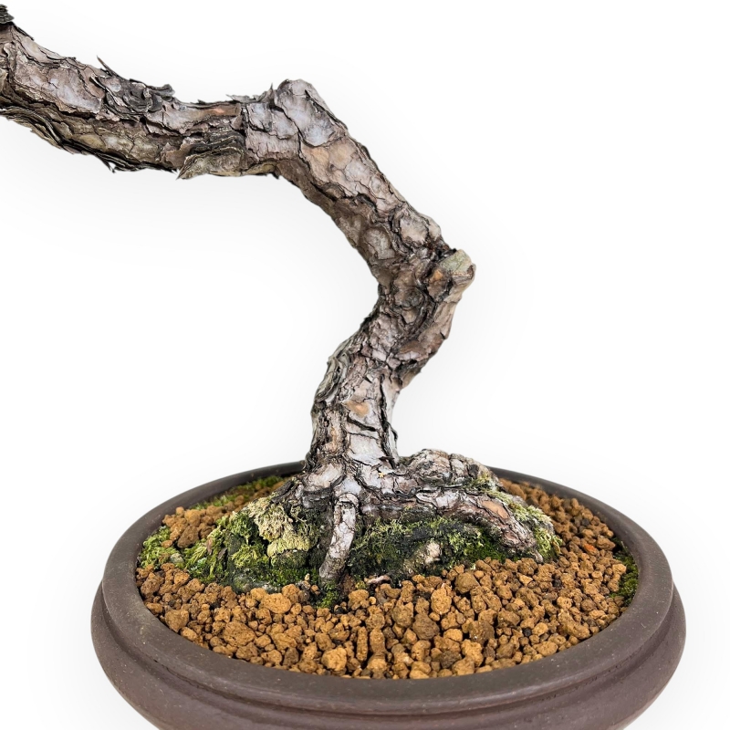 Pinus Thunbergii - Pino Nero - 52 cm