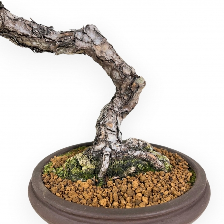 Pinus Thunbergii - Black Pine - 52 cm