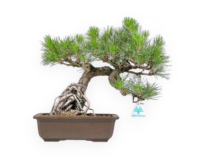 Pinus Thunbergii - Black Pine - 34 cm