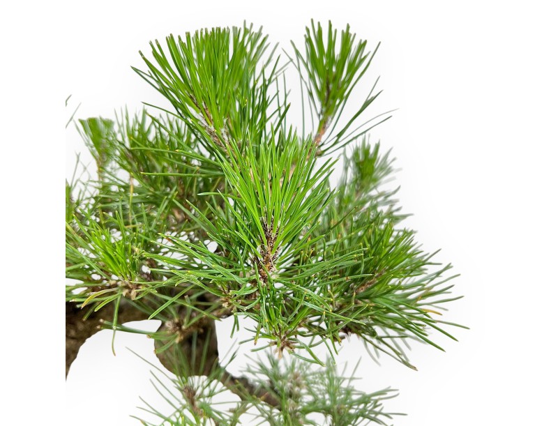 Pinus Thunbergii - Black Pine - 34 cm