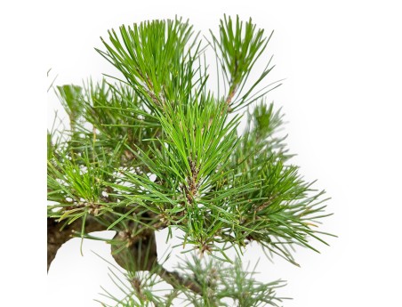 Pinus Thunbergii - Pin Noir - 34 cm