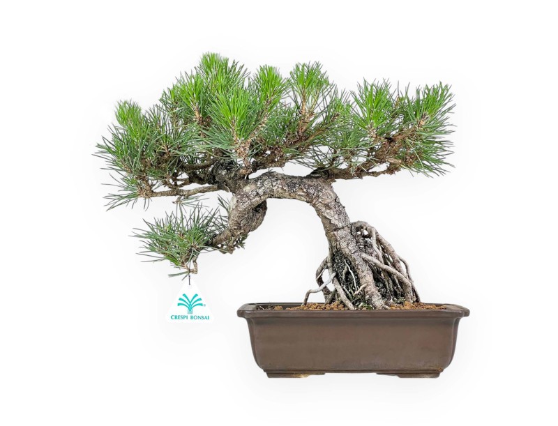 Pinus Thunbergii - Pin Noir - 34 cm
