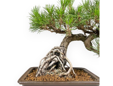 Pinus Thunbergii - Zwart Den - 34 cm