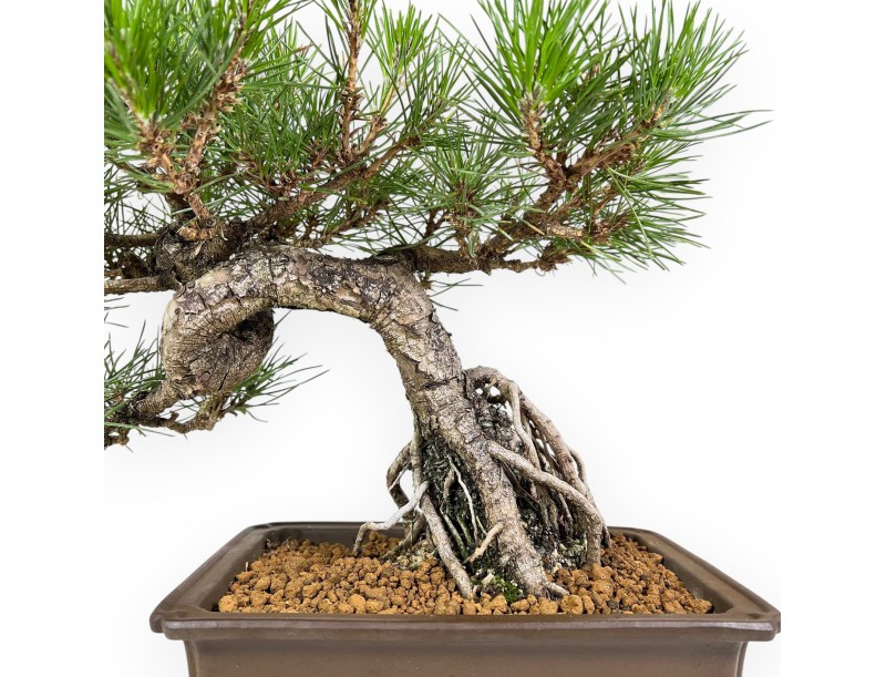 Pinus Thunbergii - Schwarz Kiefern - 34 cm