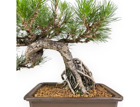 Pinus Thunbergii - Pino Negro - 34 cm