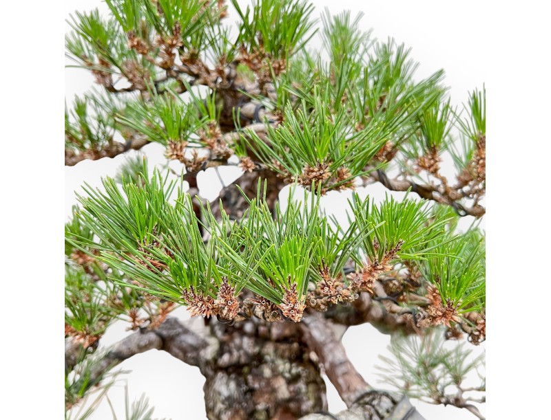 Pinus Thunbergii - Black Pine - 66 cm