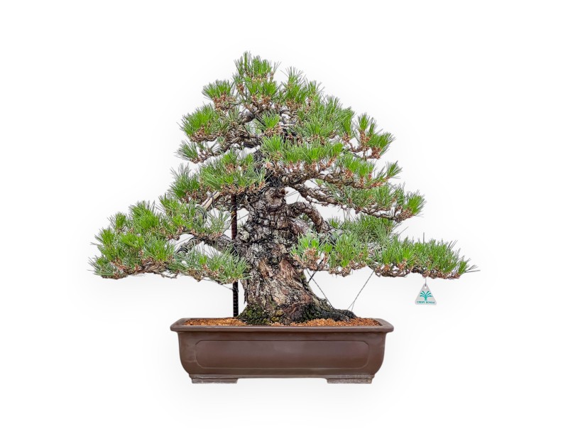 Pinus Thunbergii - Pino Negro - 66 cm
