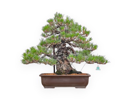 Pinus Thunbergii - Schwarz Kiefern - 66 cm