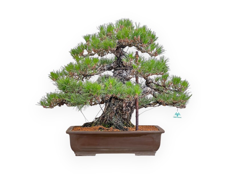 Pinus Thunbergii - Zwart Den - 66 cm