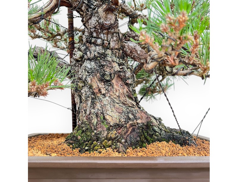 Pinus Thunbergii - Black Pine - 66 cm