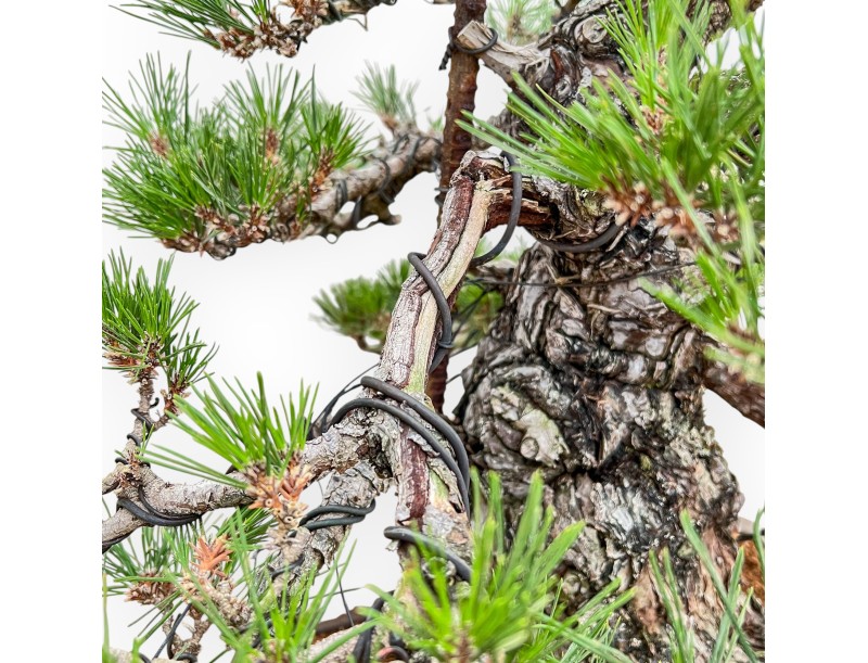 Pinus Thunbergii - Black Pine - 66 cm