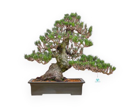 Pinus Thunbergii Senjomaru - Schwarz Kiefern - 60 cm