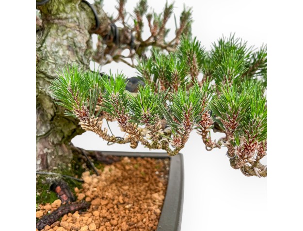 Pinus Thunbergii Senjomaru - Zwart Den - 60 cm 2