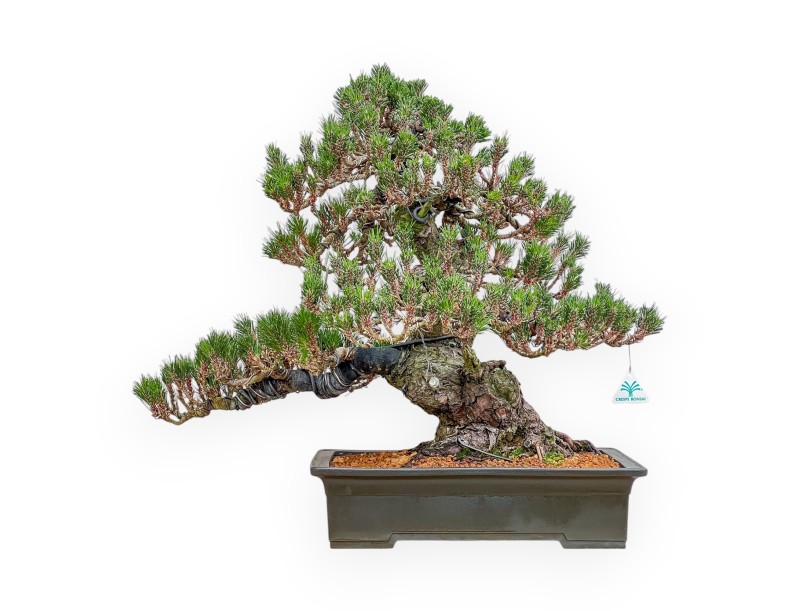 Pinus Thunbergii Senjomaru - Pin Noir - 60 cm