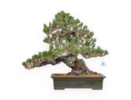Pinus Thunbergii Senjomaru - Pin Noir - 60 cm
