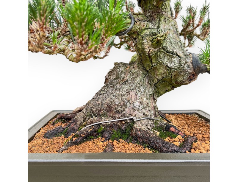 Pinus Thunbergii Senjomaru - Pino Negro - 60 cm