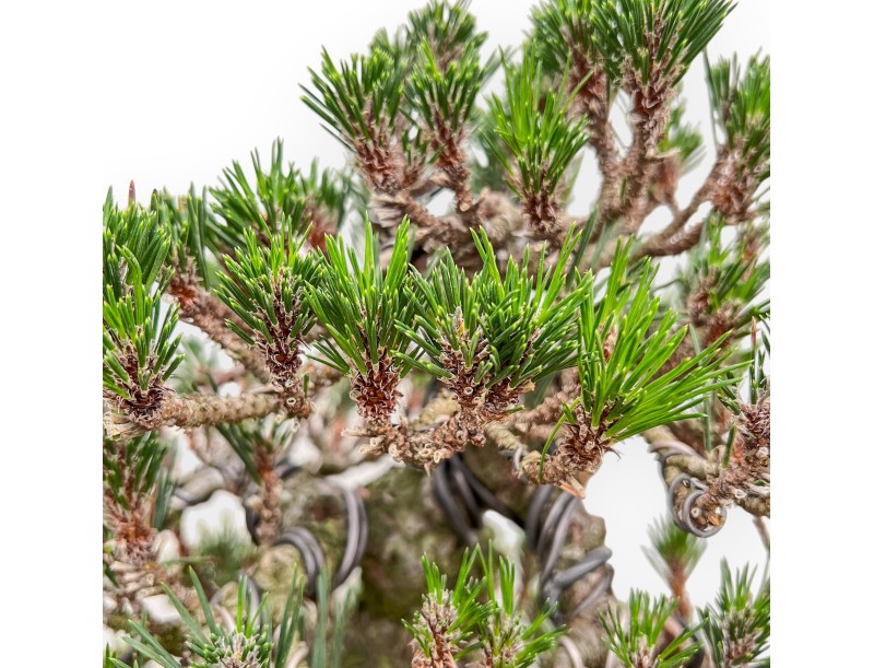 Pinus Thunbergii Senjomaru - Schwarz Kiefern - 60 cm