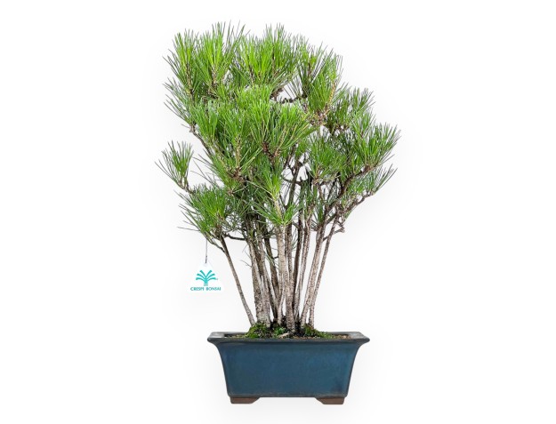 Pinus Thunbergii - Pin Noir - 49 cm