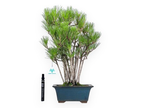 Pinus Thunbergii - Black Pine - 49 cm