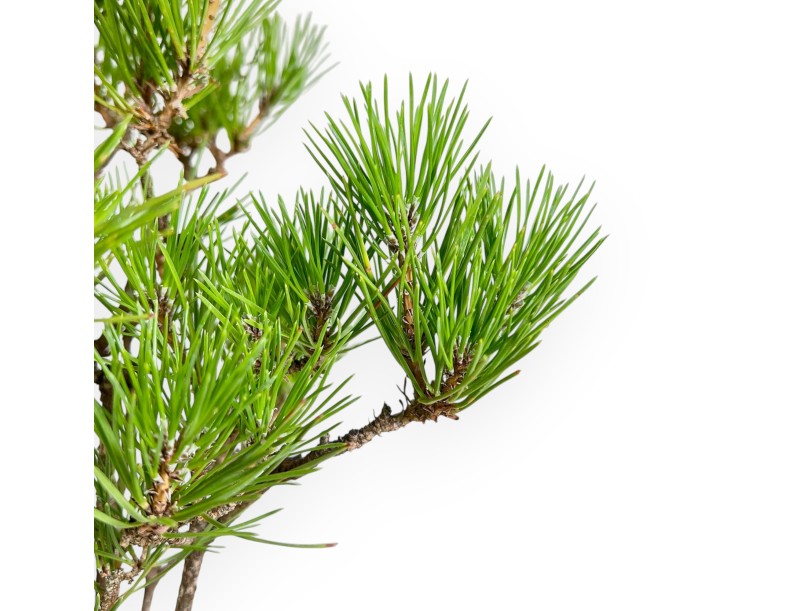 Pinus Thunbergii - Black Pine - 49 cm