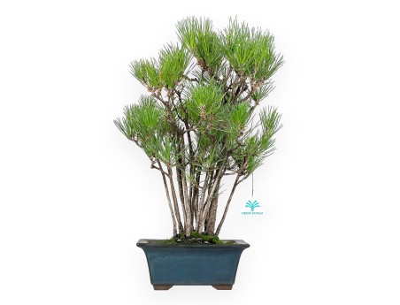 Pinus Thunbergii - Pino Nero - 49 cm