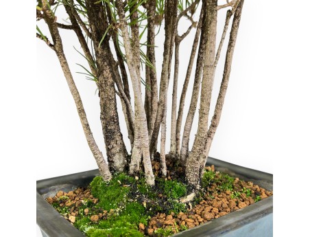 Pinus Thunbergii - Zwart Den - 49 cm