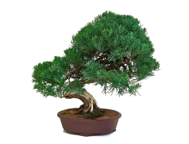 Juniperus chinensis - Enebro - 61 cm