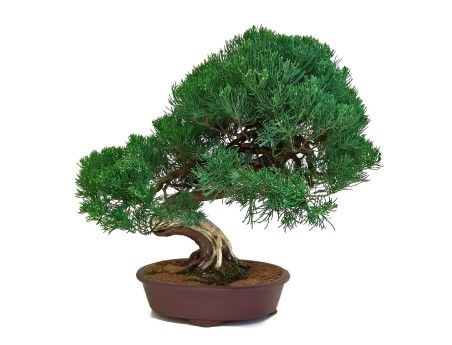 Juniperus chinensis - Genévrier de Chine - 61 cm