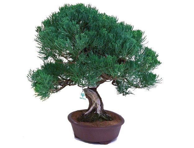 Juniperus chinensis - Enebro - 61 cm 2