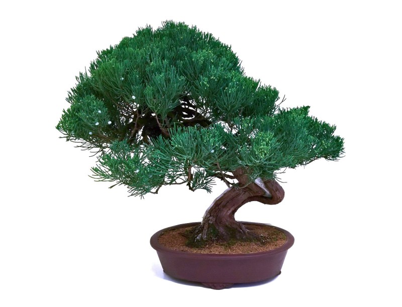 Juniperus chinensis - Ginepro - 61 cm