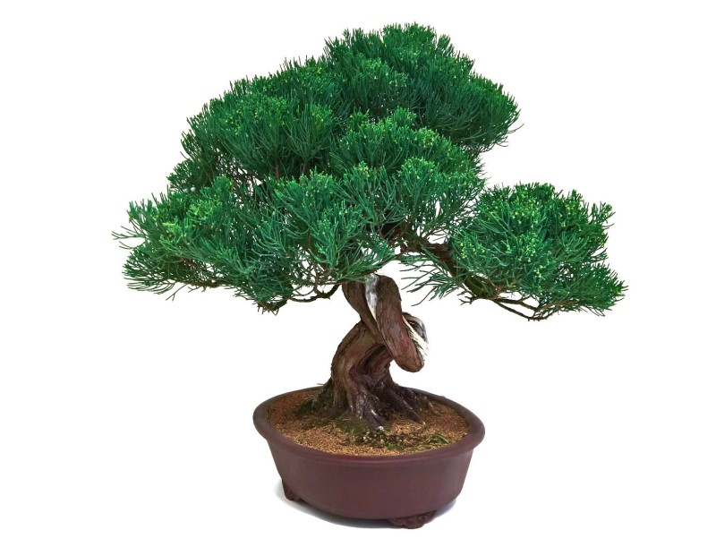 Juniperus chinensis - Juniper - 61 cm
