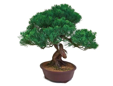 Juniperus chinensis - Juniper - 61 cm