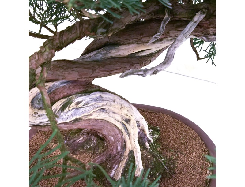 Juniperus chinensis - Enebro - 61 cm
