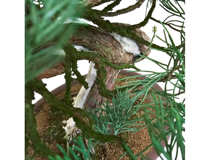 Juniperus chinensis - Juniper - 61 cm