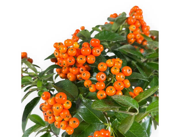 Bonsai di Pyracantha da 42 cm | Vaso rettangolare verde 2