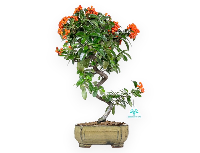 Pyracantha Bonsai von 42 cm | Grün rechteckiger Topf