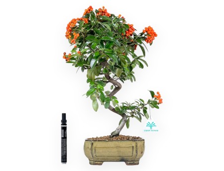 Pyracantha Bonsai von 42 cm | Grün rechteckiger Topf