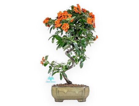 Pyracantha Bonsai von 42 cm | Grün rechteckiger Topf