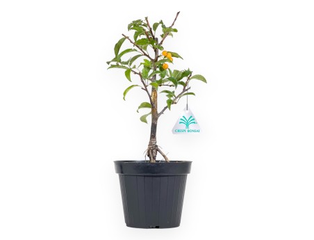 Werkplant van appelboom van 33 cm | Plastic pot