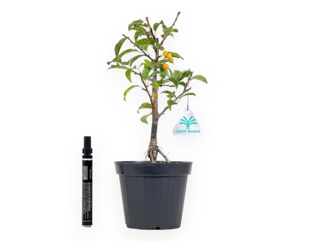 Plante à travailler de pommier de 33 cm | Pot en plastique