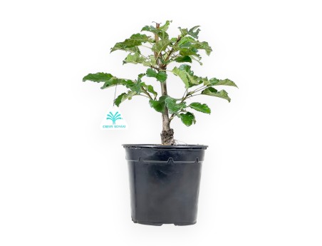 Apple Tree work plant 33 cm | Plastic pot