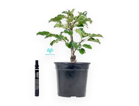 Plante à travailler de pommier de 33 cm | Pot en plastique