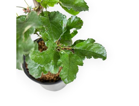 Plante à travailler de pommier de 33 cm | Pot en plastique