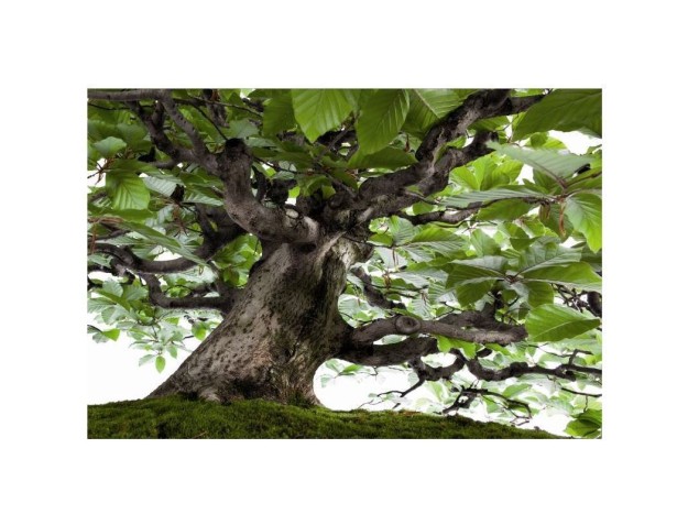 BONSAI - Ed. White Star - avec Crespi Bonsai Museum 2