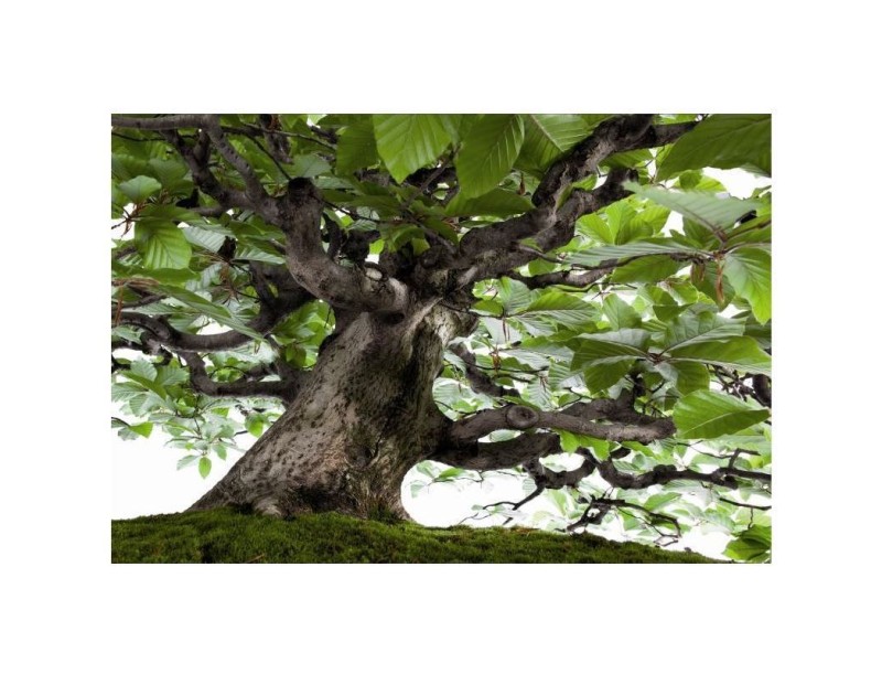 BONSAI - Ed. White Star - avec Crespi Bonsai Museum