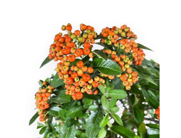 Bonsai di Pyracantha da 51 cm | Vaso rettangolare blu 2