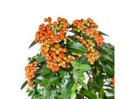 Bonsai di Pyracantha da 51 cm | Vaso rettangolare blu